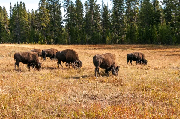 Hjordar av bufflar eller bison. — Stockfoto