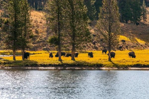 Bison on pasture. — Stock fotografie