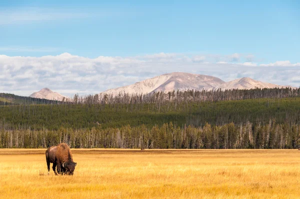 Parque Nacional de Yellowstone — Foto de Stock