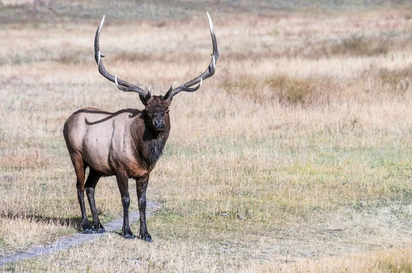 Obrázek divokých elk. — Stock fotografie