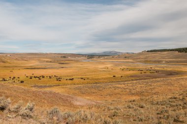 bizon cennette yellowstone Milli Parkı