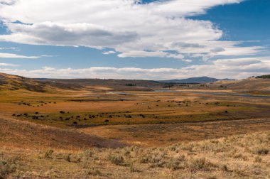 bizon cennette yellowstone Milli Parkı