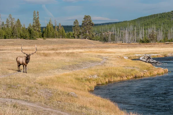 Wild elk in Yellowstone NP. — Stock Photo, Image