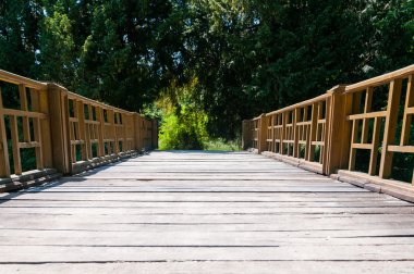 Bahar ormanındaki tahta köprü.