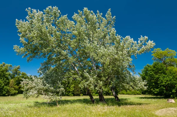 Цветущее весной дерево на сельском лугу — стоковое фото