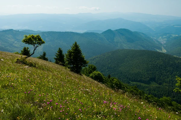 Zomer bergen groen gras en blauwe lucht landschap. — Stockfoto