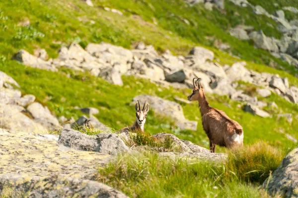 Gems (rupicapra carpatica) in berg lage Tatra, Slowakije. — Stockfoto