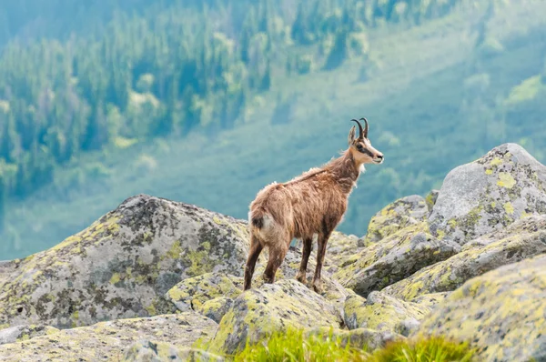 Chamois (rupicapra carpatica) içinde dağ düşük tatras, Slovakya. — Stok fotoğraf