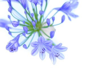 Agapanthus çiçeği