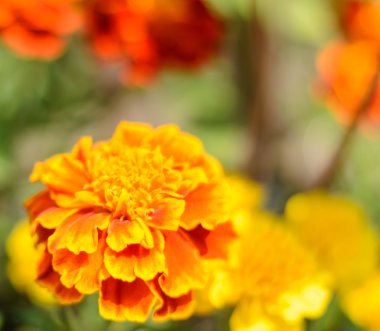 Tagetes marigold çiçek