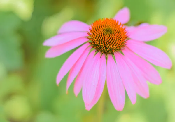 Echinacea — Fotografia de Stock