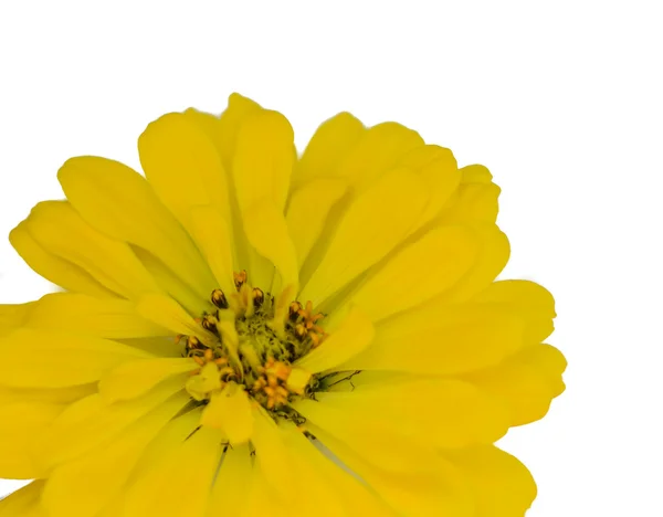 Zinnia - yellow — Stock Photo, Image