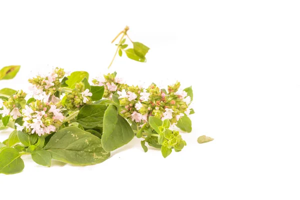 Majoram Origanum vulgare L. — Stock Photo, Image