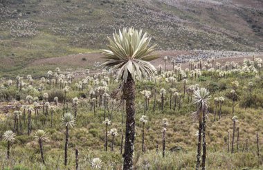 Paramo freilejon bitkiler