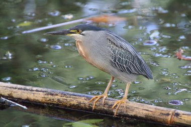 Bambu üzerinde çizgili balıkçıl