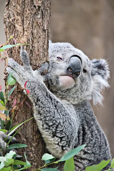 Cute koala knuffelen boom — Stockfoto