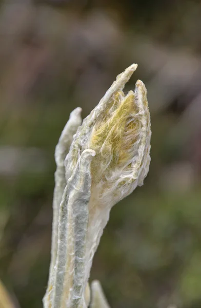 Closed Freilejon Flower — Stock Photo, Image