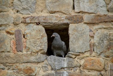 delik Pidgeon