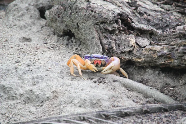 Krabbe im tayrona wald — Stockfoto