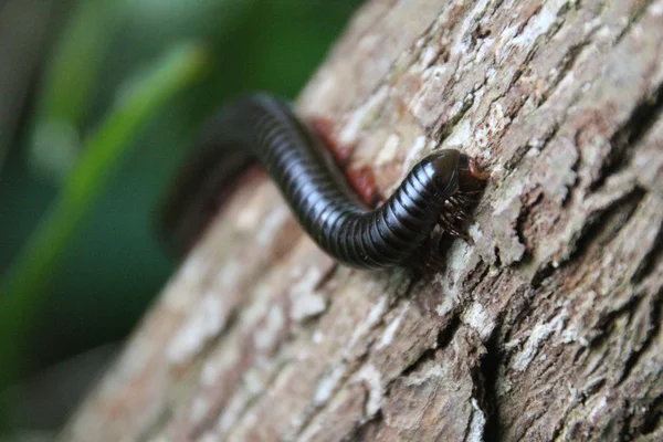 milipede tayrona içinde