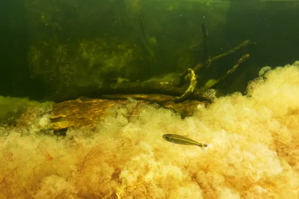 Macarenia clavigera amarilla con pescado — Foto de Stock