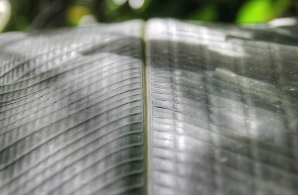 Macro photo of leaf green and fresh — Stock Photo, Image