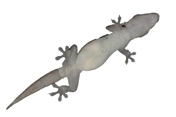 Gecko DNA izolovaná — Stock fotografie