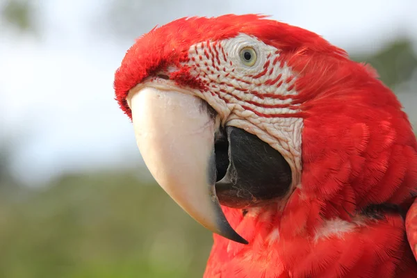 Close-up de arara vermelha — Fotografia de Stock