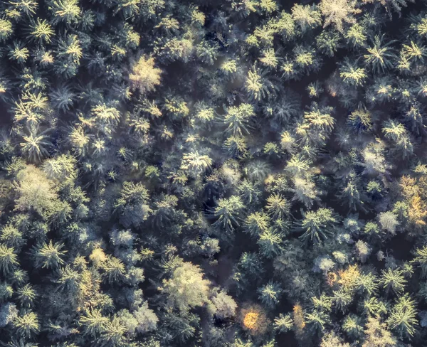 Forest seamless pattern. View from above. — Stock Photo, Image