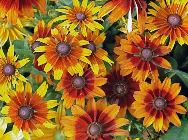 Bahçedeki çiçekleri Güz