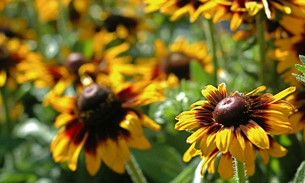 Bahçedeki çiçekleri Güz