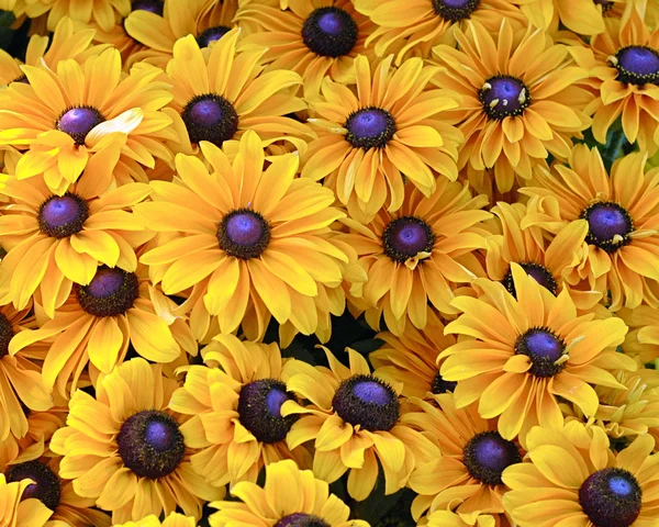 Bahçedeki çiçekleri Güz