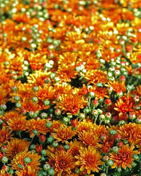Herbstblumen aus dem Garten — Stockfoto