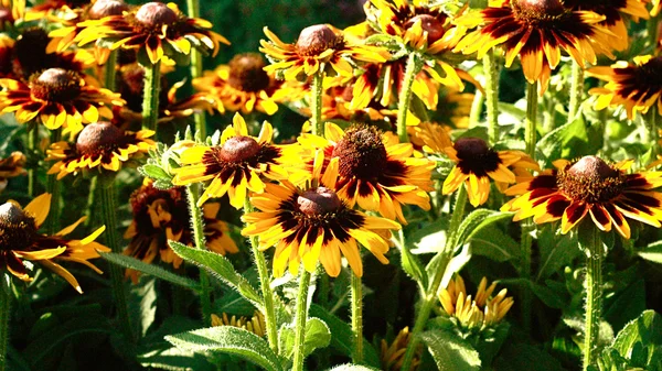 Bahçedeki çiçekleri Güz