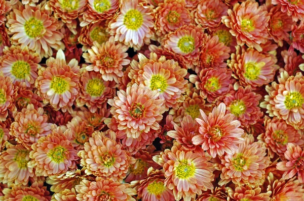 Bahçedeki çiçekleri Güz