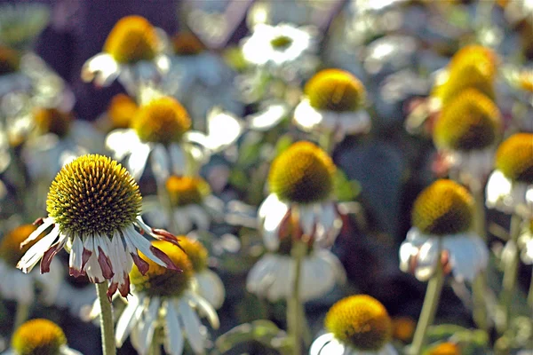 Bahçedeki çiçekleri Güz