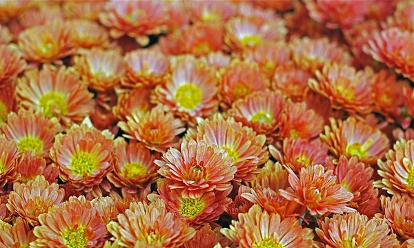 Bahçedeki çiçekleri Güz