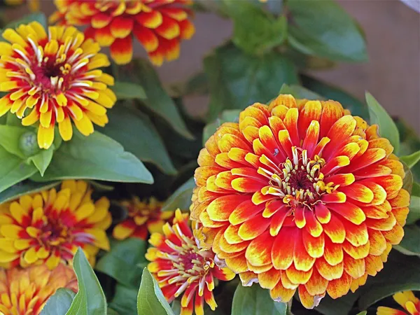 Bahçedeki çiçekleri Güz