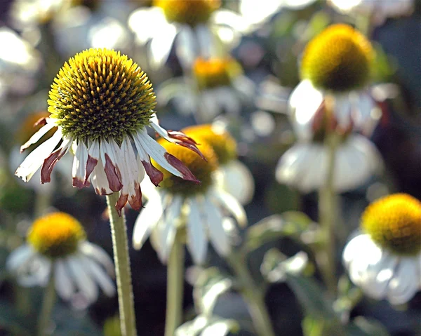 Bahçedeki çiçekleri Güz