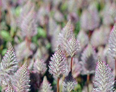 Bahçedeki çiçekleri Güz