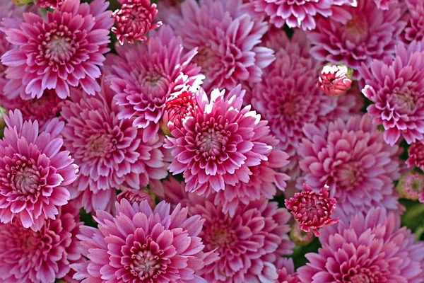 Bahçedeki çiçekleri Güz