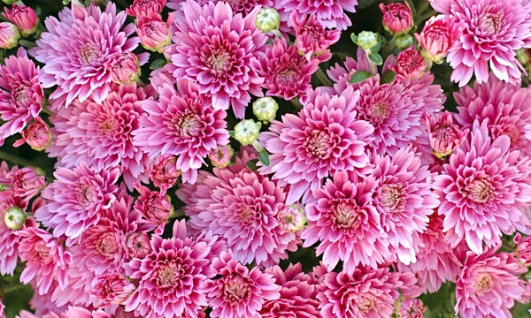 Bahçedeki çiçekleri Güz