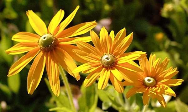 Bahçedeki çiçekleri Güz