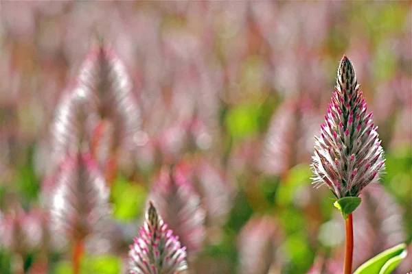 Bahçedeki çiçekleri Güz