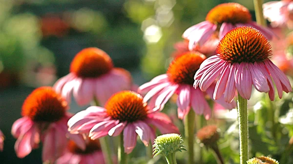 Bahçedeki çiçekleri Güz