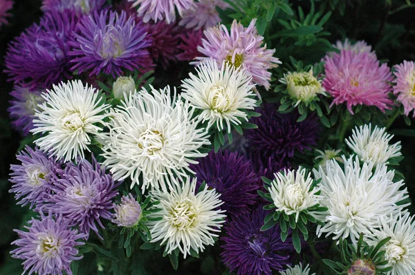 Queda de flores do jardim — Fotografia de Stock