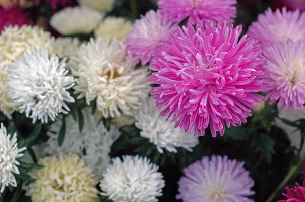 Bahçedeki çiçekleri Güz