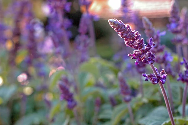 Bahçedeki çiçekleri Güz