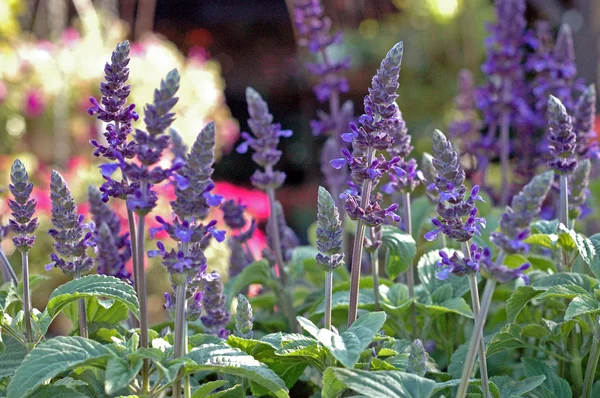 Bahçedeki çiçekleri Güz