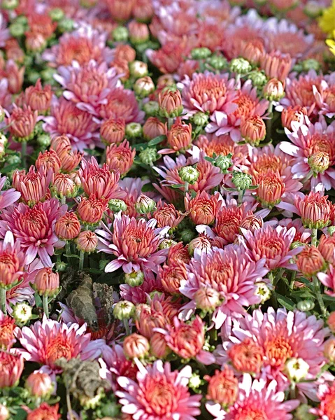 Bahçedeki çiçekleri Güz